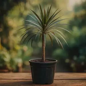 낮은 세라믹 플랜터 대형 원형 화분 실내외 인테리어 가든용