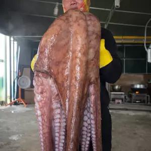 당일자숙 20~30kg급 피문어 슬라이스 250g 국내산