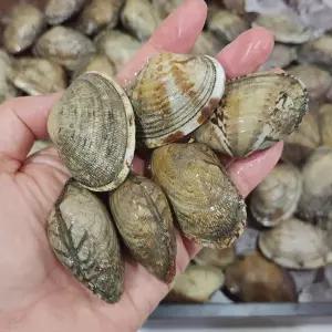 왕 바지락 1kg(65미 내외)