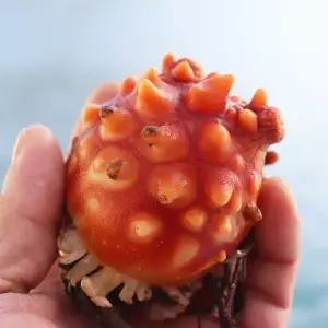 갤러리아 [춘백이어부장터] 활멍게 2kg