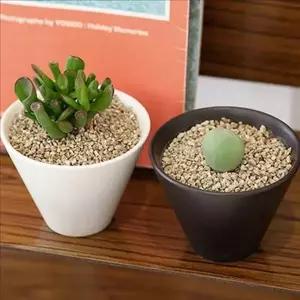 인테리어 플랜테리어 화분 집들이 개업 선물 식물 미니 정화