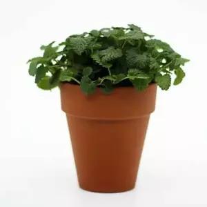 레몬밤 키우기 실내식물 허브 화분 세트