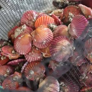 국내산 세척 활 홍가리비 1kg