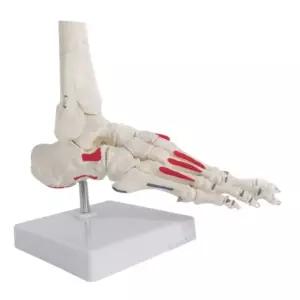 고급형 척추모형 3b 인체교구 유연한 인대 수골 발모형 해부학 학습
