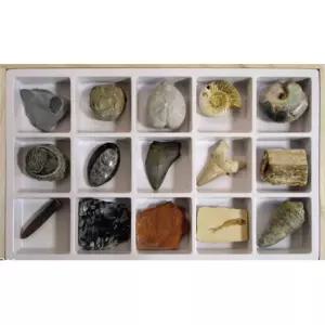 초등과학 전시용 화석모형 15종 암모나이트 삼엽충 두뇌개발 관찰놀이 실험실습 학원