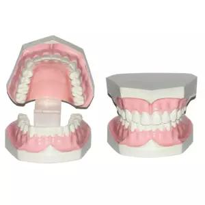 초등학교 유아 구강 보건 교육 이빨 치아모형 이빨모형 두뇌개발 실험재료 실습용