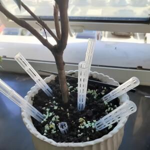 뿌리 부패를 방지하고 배수를 향상시키기 위한 10/20개, 실내 및 실외 사용에 적합 식물 환기