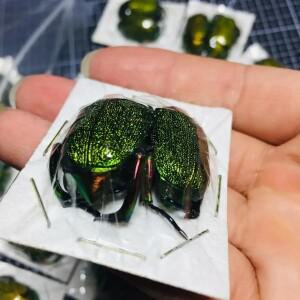 Dicheros Bicornis Malayanus 황금 거북이 표본 진짜 딱정벌레 증기 곤충 사진 컬렉션 자연 선물 홈 장식