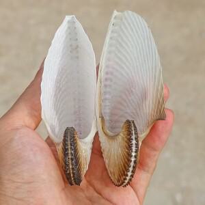천연 조가비 껍질 플랫 보트 희귀 표본 수조 조경 홈 컬렉션 장식품 선물 고품질 염색 없음