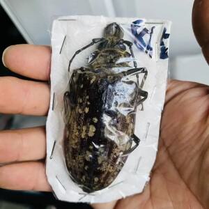 진짜 킹 차퍼 거대 표본 골리아투스 알보시그나투스 키르키아누스 딱정벌레 곤충 사진 촬영 컬렉션 자연