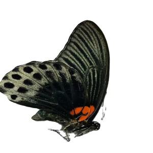 자연산 진짜 나비 표본 곤충 교육용 컬렉션 DIY 날개는 펼쳐지지 않음 자체 밀봉 백에서 꺼낼 수 있음