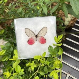 1PC 진짜 나비 표본 장미 실크 집 장식 사진 프레임 디스플레이 수집품 선물