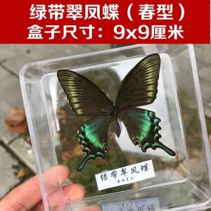 실제 나비 표본, 투명 박스형 곤충, 퍼지는 날개, 실내 장식, 수제 선물