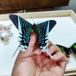 1개 진짜 달나방 표본 공예품 수집품 과학 애호가를 위한 곤충 가정 사무실 전시 예술품