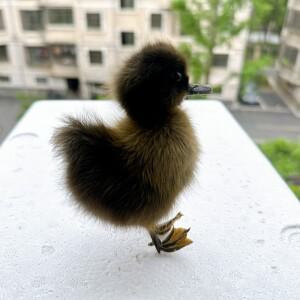 교육과 교육용 채워진 유라시아 오리, 표본, 1PC