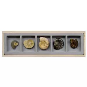 초등과학 화석 중생대 암모나이트 화석표본 5종 학습완구 두뇌개발 만들기놀이 팀과외