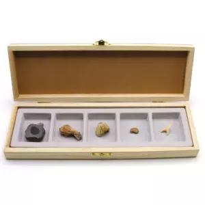 고생대 동물 화석 5종세트 삼엽충 조개화석 만들기 매장꾸미기 두뇌개발 교구장난감