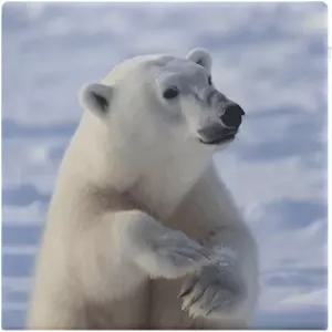 VstaDank 폴라 베어 시트 쿠션 미끄럼 방지 탈착식 사각 의자 럭셔리 컴포트 패드 메모리 폼 다이닝 홈