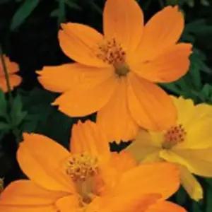 황 야생화 가을 대용량 플라워 꽃씨 코스모스 씨앗