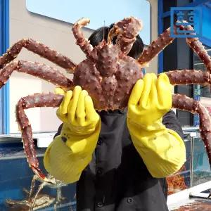 러시아 대게 킹크랩 활 스노우크랩 자숙