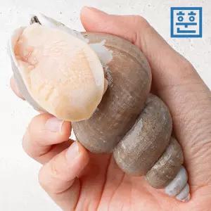 동해안 백골뱅이 1kg 자연산 백고동 제철 골뱅이