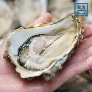 최상급 통영 생굴 석화 하프쉘 삼배체굴