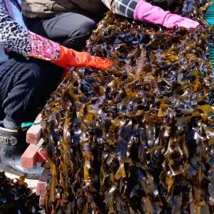 국내 자연산 돌미역 2kg 생미역 산모미역 당일채취 산지직송