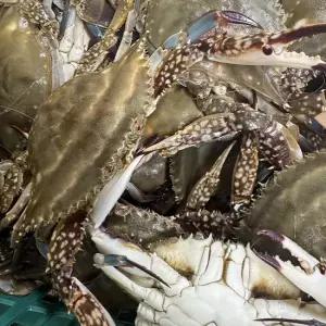 [식탁이야기]봄바람 타고온 서해 제철 생물 암꽃게 1kg