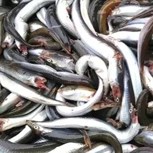 [장보리]급냉 국내산 양미리 20미