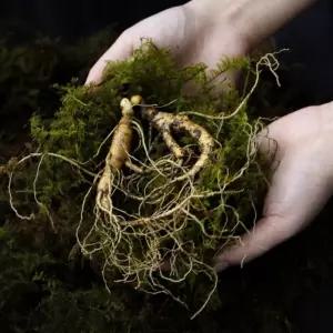 산의 기운 강원도 산양삼 효능 12년근 사포닌 먹는법  피로회복 기력회복