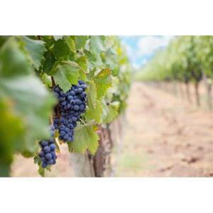 자전거 트레일러 스루 액슬 160-178mm 히치 어린이 카고 히치용)