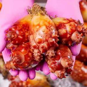 싱싱한 통영 활멍게 통멍게 1kg (6미내외)