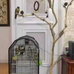 마른가지 나무 장식 나뭇가지 새놀이터 인조목 대형 소품