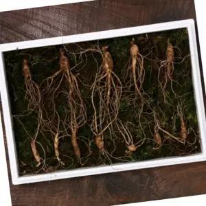 VDG 무농약 산양 산삼 7년근 중대 12뿌리 한지 박스 금색 보자기 선물 포장 명절