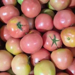 부산 대저동 단짠단짠 못난이 토마토 1박스 정품 2.5kg