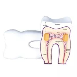 보건소 치아 단면 구조 모형 치아신경 이해 초등과학 교육기관 두뇌개발 관찰키트