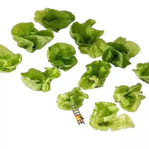 수경재배기 상추 토마토 실내 식물 무토양 셀프 키우기