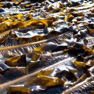 [파인밀]산지직송 통영 생미역 1kg 물미역