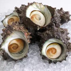 자연산 당일조업 활 뿔소라 1kg