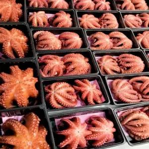 남해 자연산 자숙 문어 1kg 2-3미 숙회 제수용 돌문어