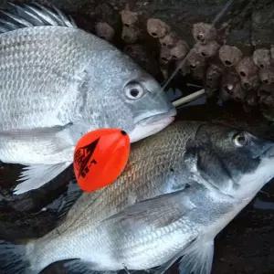 [하프클럽/알티피아]감성돔 기울찌 가로형 전유동 구멍찌 빠른입수