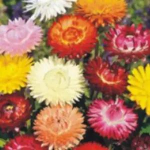 종이꽃 품종 커몬 밀짚꽃 씨 종자 품종 씨앗 5000립