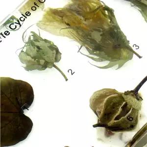 씨앗 잎 목화 꽃 성장단계 실물표본 어린이집 식물채집 교구 진짜