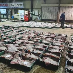 HB 국산 홍어 1kg (중간맛)+홍어애 (선물포장)