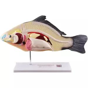 어류 모형 물고기 해부학 과학 학습용 골격 표본 교육용 실험 생물