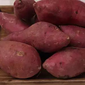 해남 꿀고구마 한입 2kg