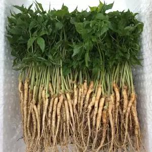 한우물농원 새싹인삼 못난이200뿌리