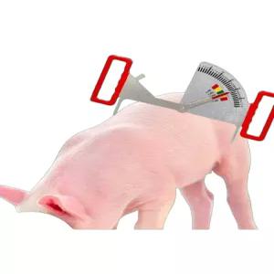 돼지 등지방 측정기 번식돈 체크기 비만도 측정 휴대용