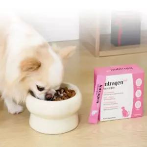 애완견 애완묘 인트라젠 유산균 30포