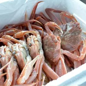 북해도 활 숫컷 대게 2미 1kg